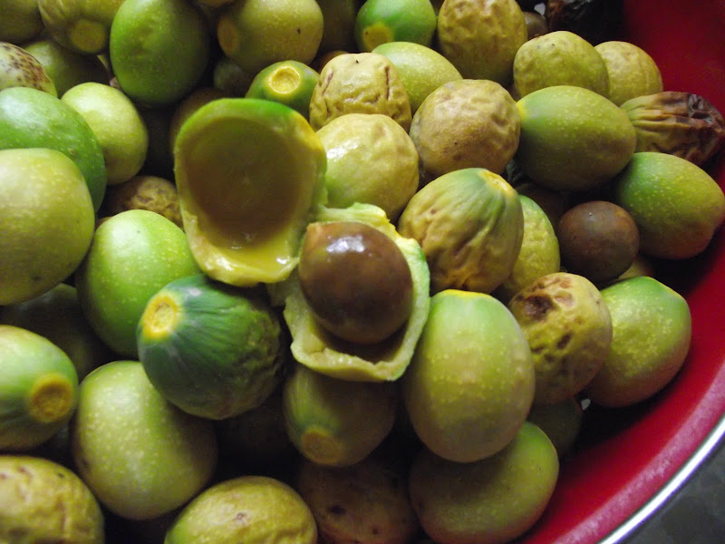 Medicinal and Edible Plants California Bay Laurel nuts Umbellularia